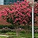 Sioux Crape Myrtle Seeds 50 Seeds (Lagerstroemia) Upc 646263361627 + 1 Free Plant Marker