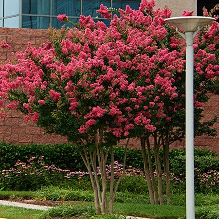 Sioux Crape Myrtle Seeds 50 Seeds (Lagerstroemia) Upc 646263361627 + 1 Free Plant Marker