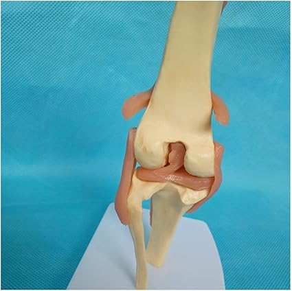 hund kniegelenk modell medizinische anatomische kniegelenk modell mit ligamentum tiergelenk knochen skeleton modell hund hundeartige kniegelenk ligamentum modell fur veterinar teaching studie amazon de sport freizeit