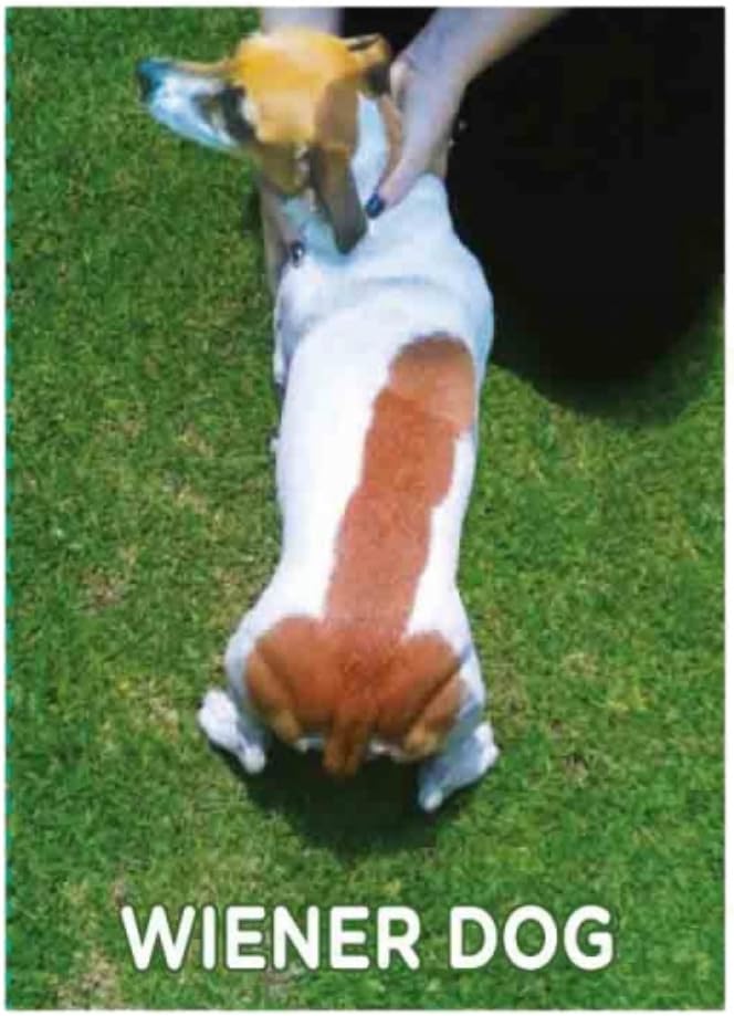 The 10 Best Wiener Dog Refrigerator Magnet