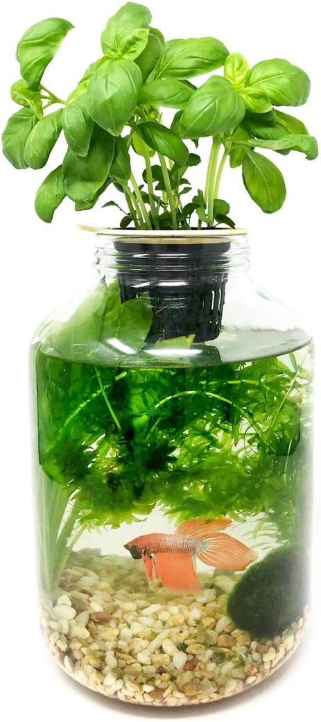 Urban Farm It Hydranium Home Aquaponics Fish Tank Kit Bundle Self Watering Planter Herb Garden 5l Glass Tank Amazon Co Uk Garden Outdoors