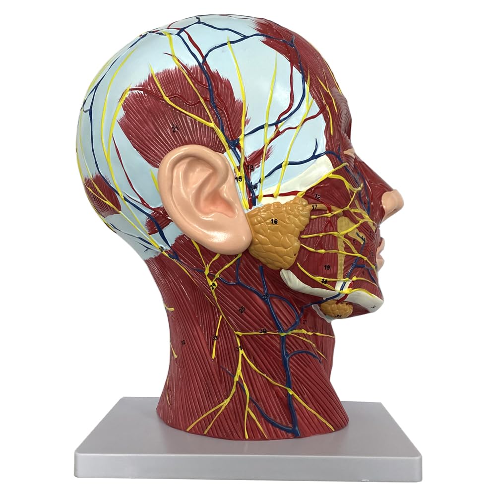 Photo 1 of Human Half Head Superficial Neurovascular Model with Musculature, Life Size Anatomical Head Model for Medical Biology Anatomy Education, Face Anatomy Medical Brain Neck Median Section Study Model