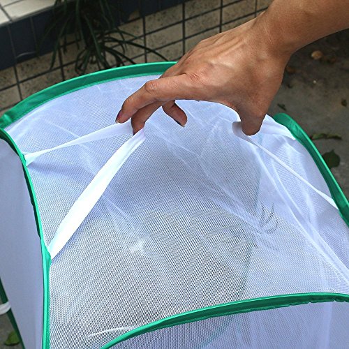 5 Trasfit+Insect+Butterfly+Habitat+Terrarium