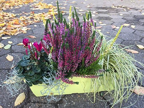 Herbst Balkonkasten 40cm Breit Mit Winterheide Besenheide Gras Weiss Grun Alpenveilchen Pflanze Amazon De Garten