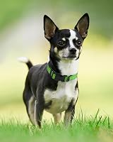 Joytale Reflective Dog Collar XS Green Neoprene Padded Nylon Adjustable view 2
