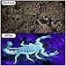 2-Pack UV Flashlight Black Light, 51 LED 395 nm Ultraviolet Blacklight Flashlight Perfect Pet Urine Detector for Dog and Cat Urine, Dry Pet Stains, Bed Bug, Matching with Pet Odor Eliminator