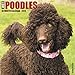 Just Poodles 2019 Wall Calendar (Dog Breed Calendar)