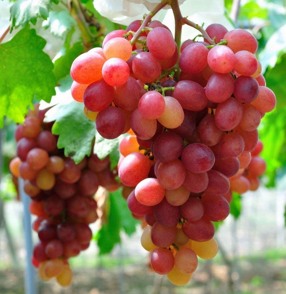 Creative Farmer Live Plant Grape Fruit Giant Red Globe Exotic Berry For Home Garden 1 Healthy Plant Amazon In Garden Outdoors