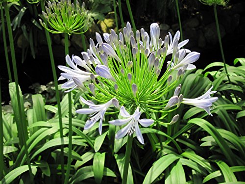 Agapanthus: Lily of the Nile