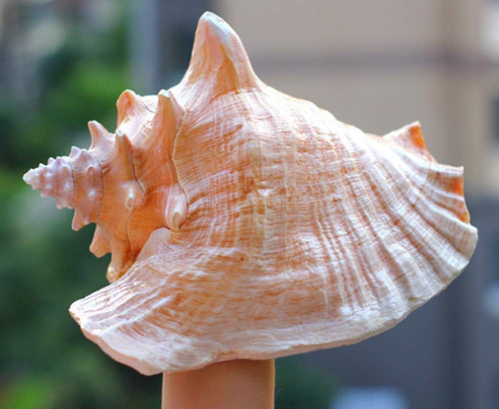 Amazon Somnus258 超大 胭脂螺 天然 大きい サザエ 貝殻 開運 風水 グッズ インテリア 雑貨 海 模型 展示 サザエ 特大 写真 小道具 撮影 小道具 鑑賞用 水槽 装飾 店 飾り 24cm Somnus258