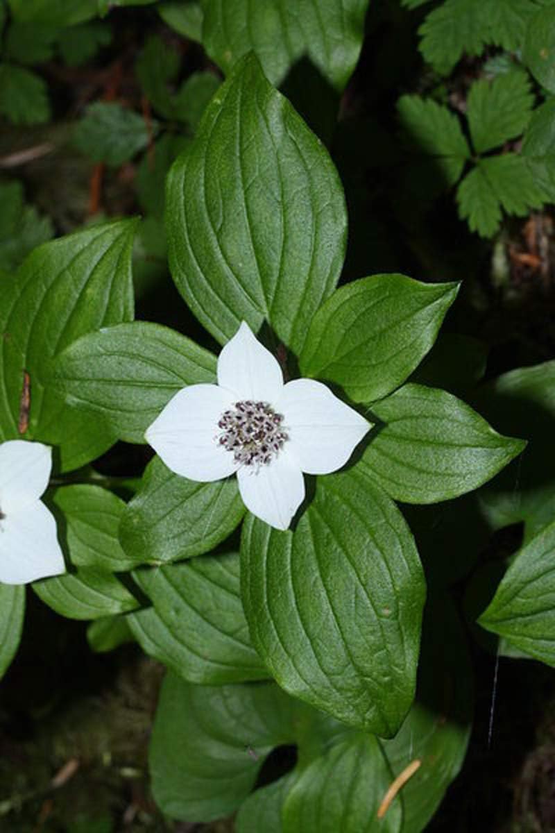 Amazon Com 1 Oz Seeds Approx 4809 Seeds Of Cornus Canadensis Bunchberry Dogwood Flower Garden Outdoor