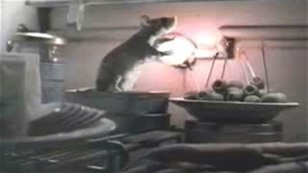 Мыши кошку изловили в мышеловку. Мышка попалась в мышеловку. Принтер прикол. Мышь в принтере застряла. Мышь как снимали.