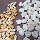 16'-24'*PERUVIAN GIANT CORN*35 seeds*RARE*#1051