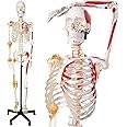 2024 New Human Skeleton Model, Medical Anatomical Life Size Skeleton Replica with Spinal Nerves, Muscle Insertion and Origin Points,Joint Ligaments,Includes Rolling Stand,for Doctors, Students