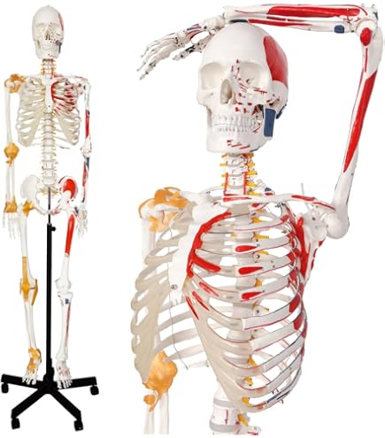Amazon.com: NEW HORIZON Human Medical Anatomical Life Size