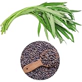 600+ Premium Kangkong Seeds - Ong Choy - Rau Muong - Kong Xin CAI Seeds | High 97% Germination | Non-GMO | Vegetable Seeds for Planting | Made in USA