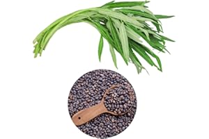 CHICKCO 600+ Premium Kangkong Seeds - Ong Choy - Rau Muong - Kong Xin CAI Seeds | High 97% Germination | Non-GMO | Vegetable Seeds for Planting | Made in USA