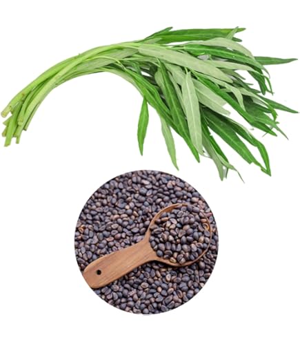 Amazon.com : New Fresh 70pcs pandan Plant Seeds Generic : Patio, Lawn &  Garden