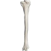 Tibia Bone Model - Right - Anatomically Accurate Human Tibia Bone Replica - hBARSCI