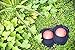 Knee pads gardening - Ultra light yet extremely durable multi-purpose knee pads, ergonomically designed PPE cap, adjustable straps allowing Universal Size