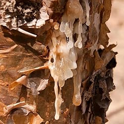 Aromatics International Pure Organic Frankincense