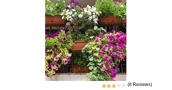 Balcón Semillas de mezcla de plantas: Amazon.es: Jardín
