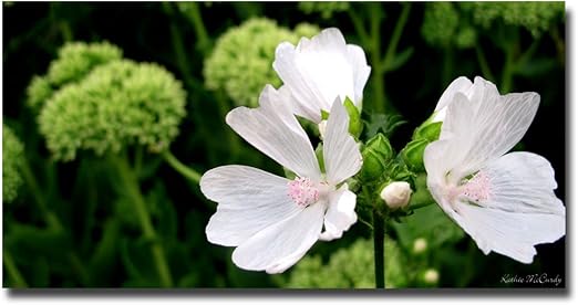 white mallow