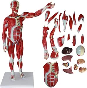 Amazon.com: XIEJI 80Cm Human Muscle Anatomy Model 27 Parts for Students