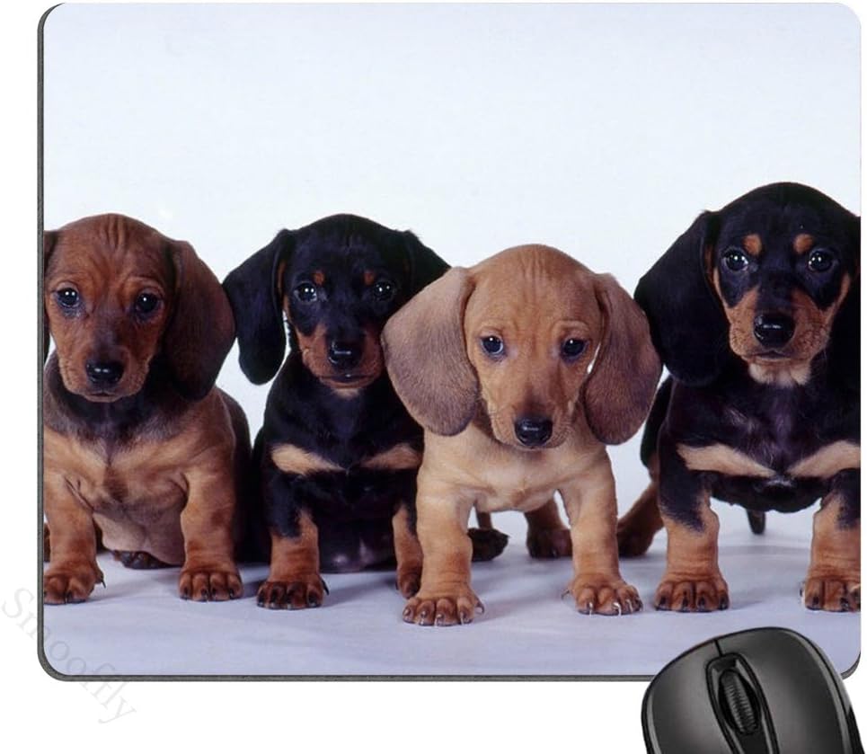 Which Is The Best Heating Pad For Little Dachshund Loving Mamas