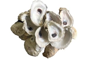 The Shell Connection | Oyster Shells 3" - 4" | 24 Pieces • Free Two Day Shipping