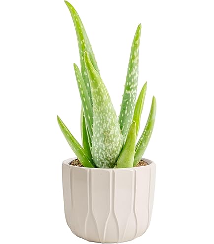 agave ohne wurzeln UNDONE No. 6 - Agaven-Kreation alkoholfrei