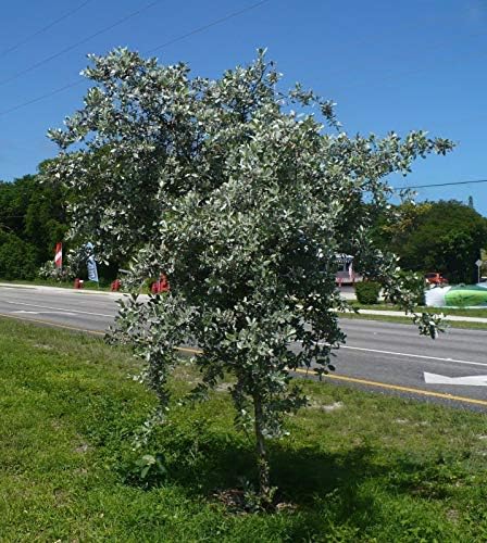 Silver Buttonwood Conocarpus erectus VAR. sericeus 100 Seeds