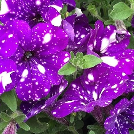 Kalash Nuevas 200 PC del jardín de DIY las semillas de flor de la ...