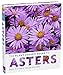 The Plant Lover's Guide to Asters