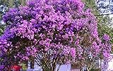 Twilight Crape Myrtle Seeds 50 Seeds (Lagerstroemia) Upc 646263361597 + 1 Free Plant Marker
