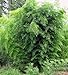 Giant Black Bamboo - Phyllostachys nigra - 4