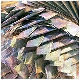 FRAMAR Ethereal Embossed Pop Up Hair Foil 500 Sheets 5x11 Highlights view 7