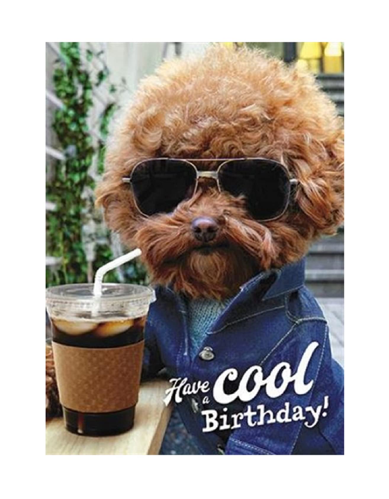 Avanti Humorous Male/Female Birthday Card From the Range - Dog Wearing Sunglasses, Coffee, Shades, Chill - Greeting Card For Him/For Her (GBCC-AVEDH0017)