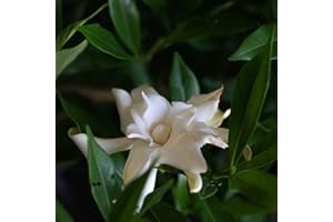 PLANTS BY MAIL Frostproof Gardenia (2.5 Quart) Flowering Evergreen Shrub with Glossy Green Foliage and White Fragrant Blooms - Full to Part Sun Live Outdoor Plant