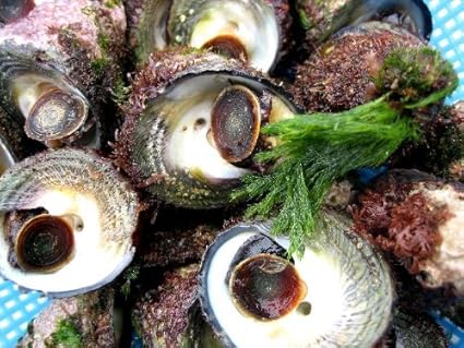 Amazon 夏人気no1 の貝 ニナ貝 3kg ビールのつまみに最高 活きたままお届けします Ask Sanin 山陰境港 貝類 通販