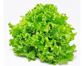AllThatGrows Lettuce Seeds, Green Leaf Lettuce Salad Seeds for Kitchen Garden Pack of 1000 Seeds