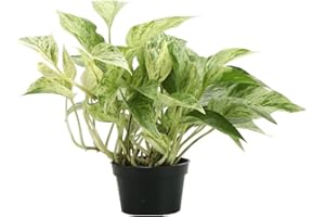 GENERIC Thorsen's Greenhouse Live Marble Queen Pothos Plant, Epipremnum Aureum, Devil's Ivy, Live Indoor Plant, 4" Diameter Pot