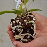 GOTVUGE All Purpose Orchid Soil 1L Bark Perlite Mix for Epiphytic Orchids view 4