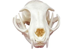 CLLOEAT Taxidermy Real Animals Skulls, Real Bones Specimen, Taxidermy Supplies for Science Education, Special Gift