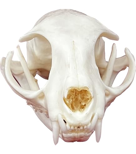 Real Taxidermy Alligator Head - 11-12.5 Inch Florida American Alligator Skull For Display, Education, Decor