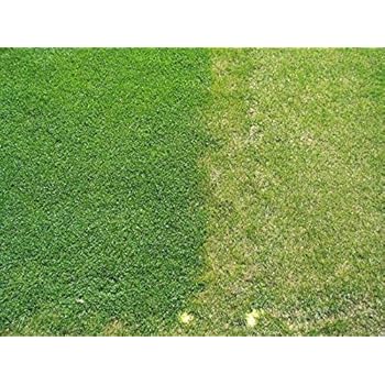 microclover clover micro seed trifolium leaf repens lawn pure gr ru