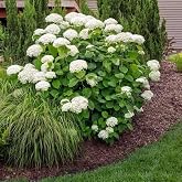 Brighter Blooms Annabelle Hydrangea Shrub, 1 Quart | No Shipping to AK, AZ, HI