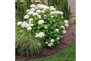 Brighter Blooms - Annabelle Hydrangea Shrub, 1 Quart - No Shipping to AZ
