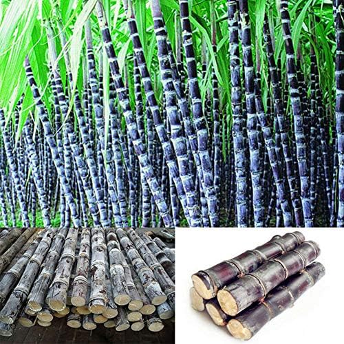 yongqxxkj 100Pcs Sugarcane Seeds,Seeds for Gardening Flowers/Vegetable,Natural Ornamental Planting,Easy Grow Tree Flower Planting Seeds Garden Potted Plants Decor