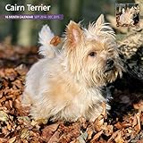Cairn Terrier 2015 Wall Calendar